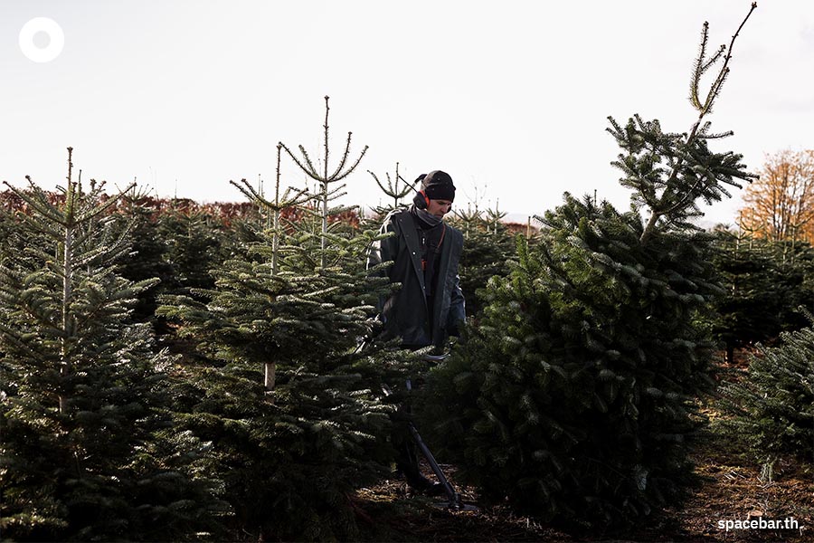ในวันที่ต้นคริสต์มาสหายากราคาแพงกับหนทางที่ต้องเลือก! ‘ต้นแท้ หรือ ต้น