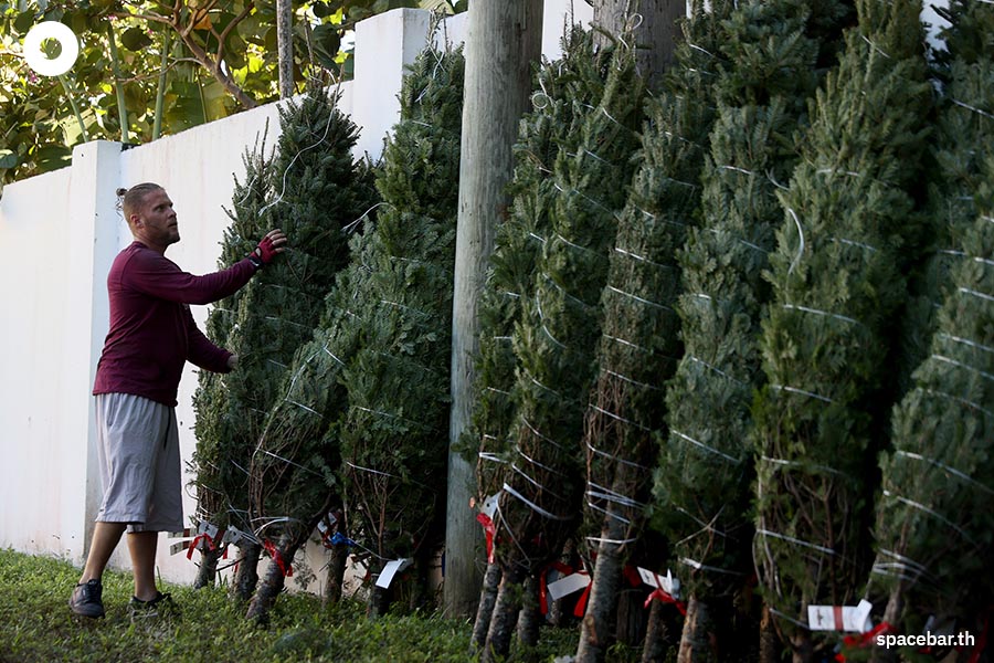 ในวันที่ต้นคริสต์มาสหายากราคาแพงกับหนทางที่ต้องเลือก! ‘ต้นแท้ หรือ ต้น