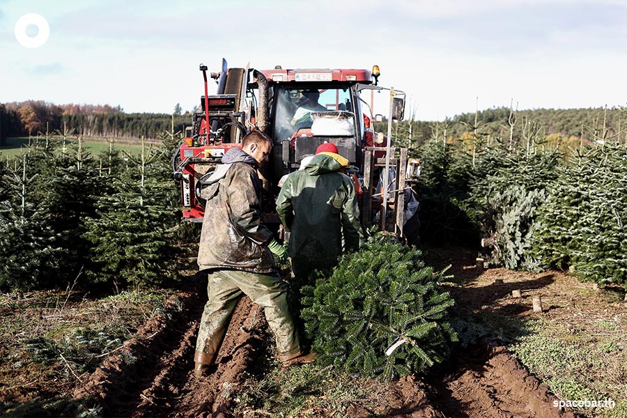 ในวันที่ต้นคริสต์มาสหายากราคาแพงกับหนทางที่ต้องเลือก! ‘ต้นแท้ หรือ ต้น
