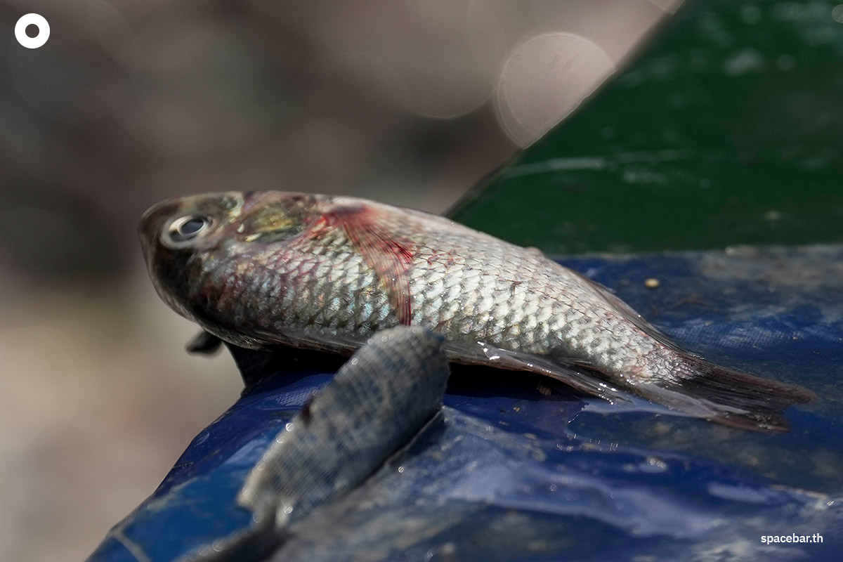 Blackchin-tilapia-Government-SPACEBAR-Photo08.jpg