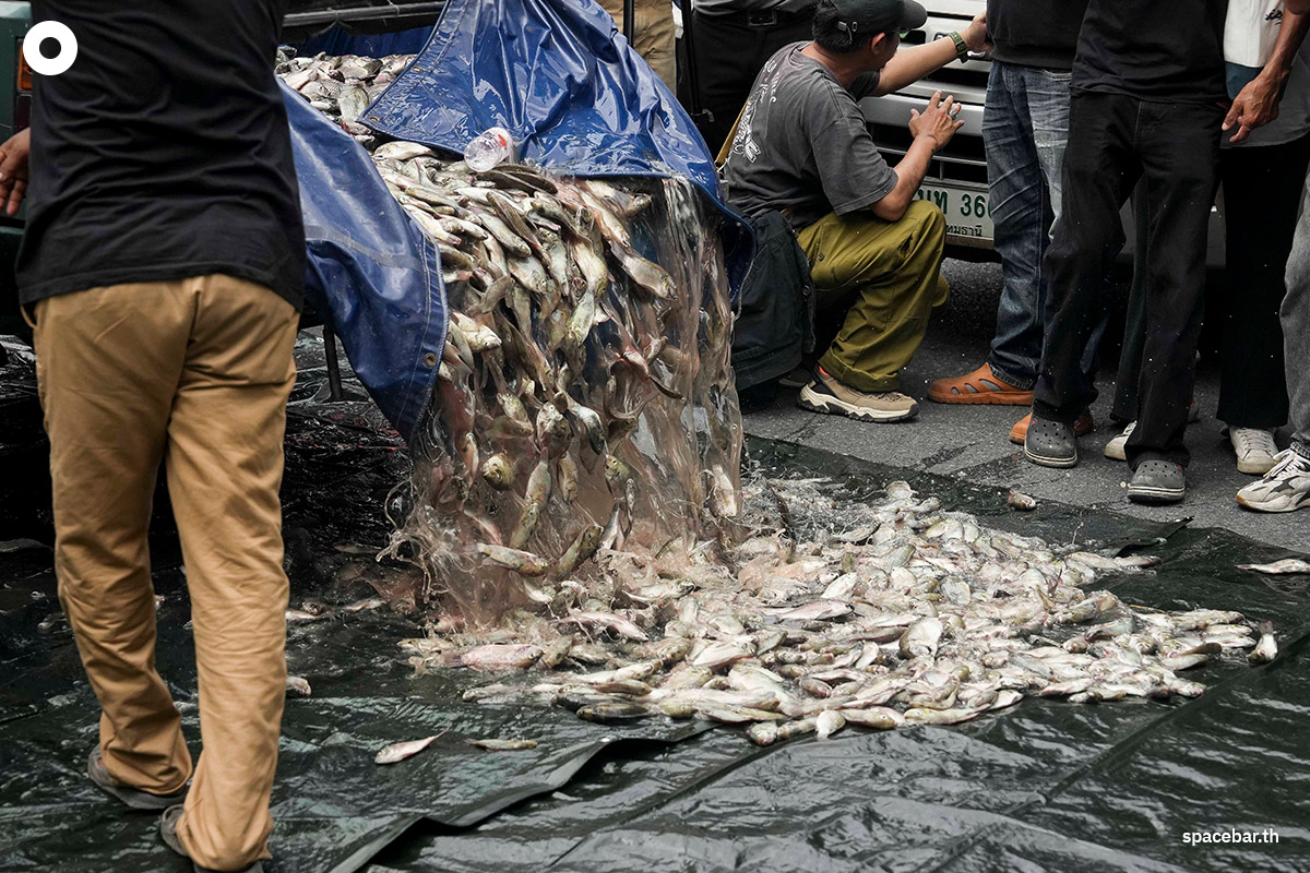 Blackchin-tilapia-Government-SPACEBAR-Photo11.jpg