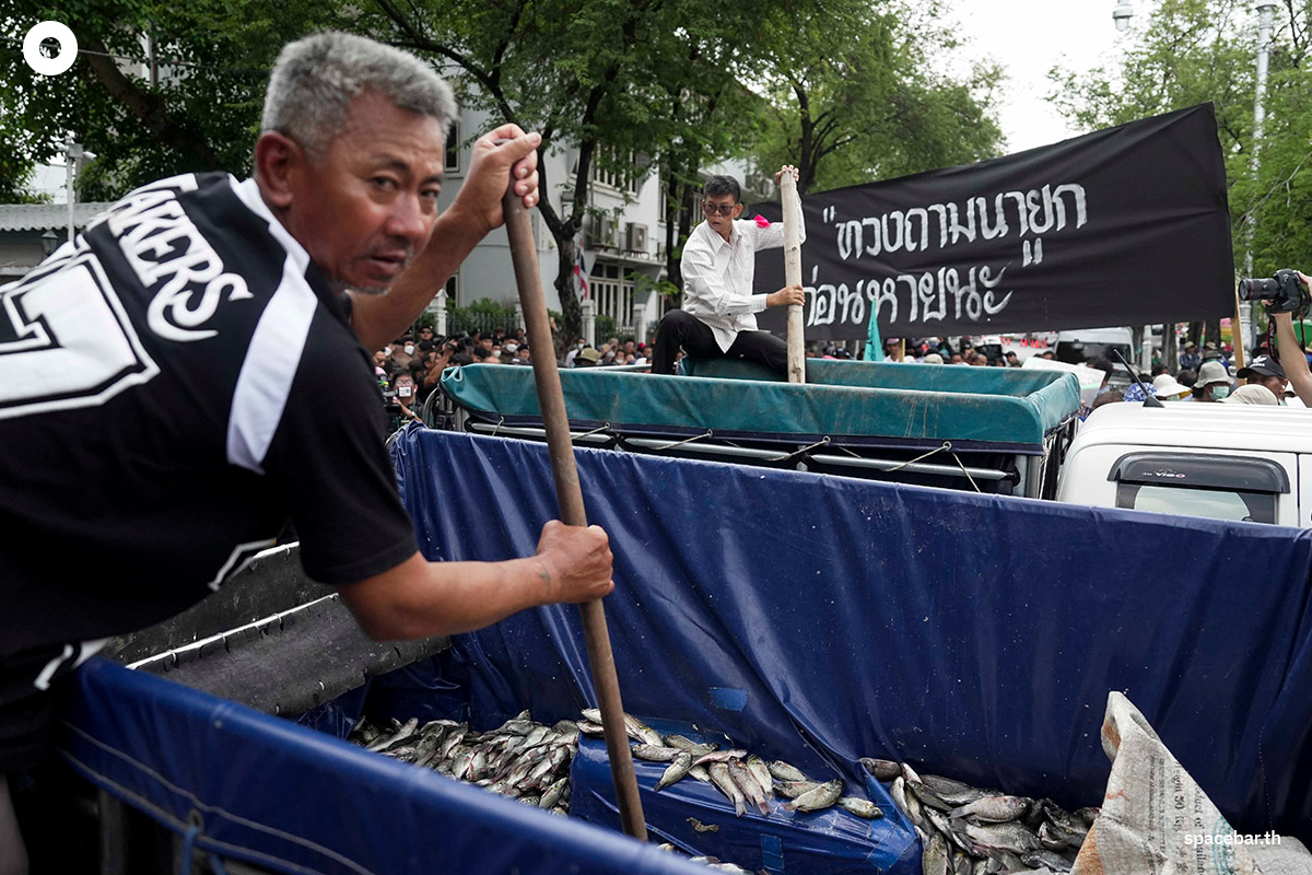 Blackchin-tilapia-Government-SPACEBAR-Photo12.jpg