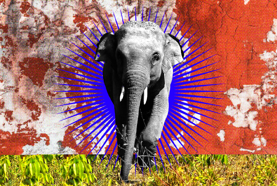 On-This-Day-Elephant-Thailand-Day-SPACEBAR-Thumbnail