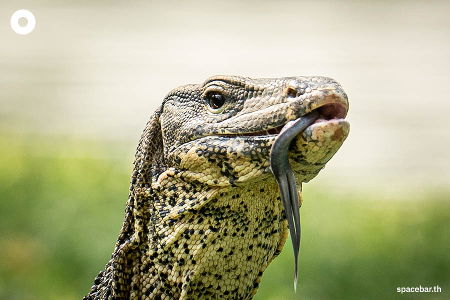 https://images.ctfassets.net/i3o8p9lzd06f/33IbwyYxDEHq9PygXdQG2D/5f7a189fdb143684aa64298bd1ef8d9d/Photo-Story-Varanus-Lumphini-Park-SPACEBAR-Photo01
