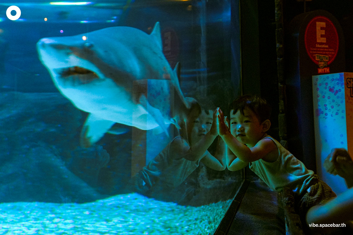 Photo-story-Sea-life-bangkok-new-8-sharks-SPACEBAR-Photo01.jpg