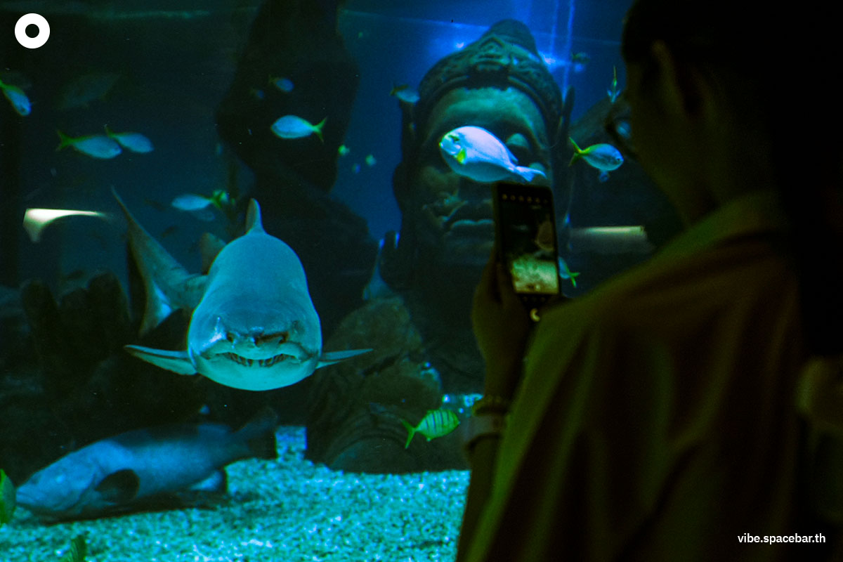 Photo-story-Sea-life-bangkok-new-8-sharks-SPACEBAR-Photo02.jpg