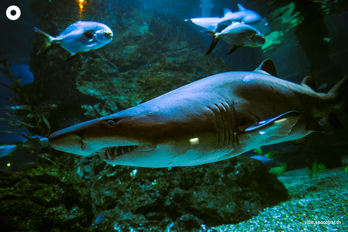 Photo-story-Sea-life-bangkok-new-8-sharks-SPACEBAR-Photo06.jpg