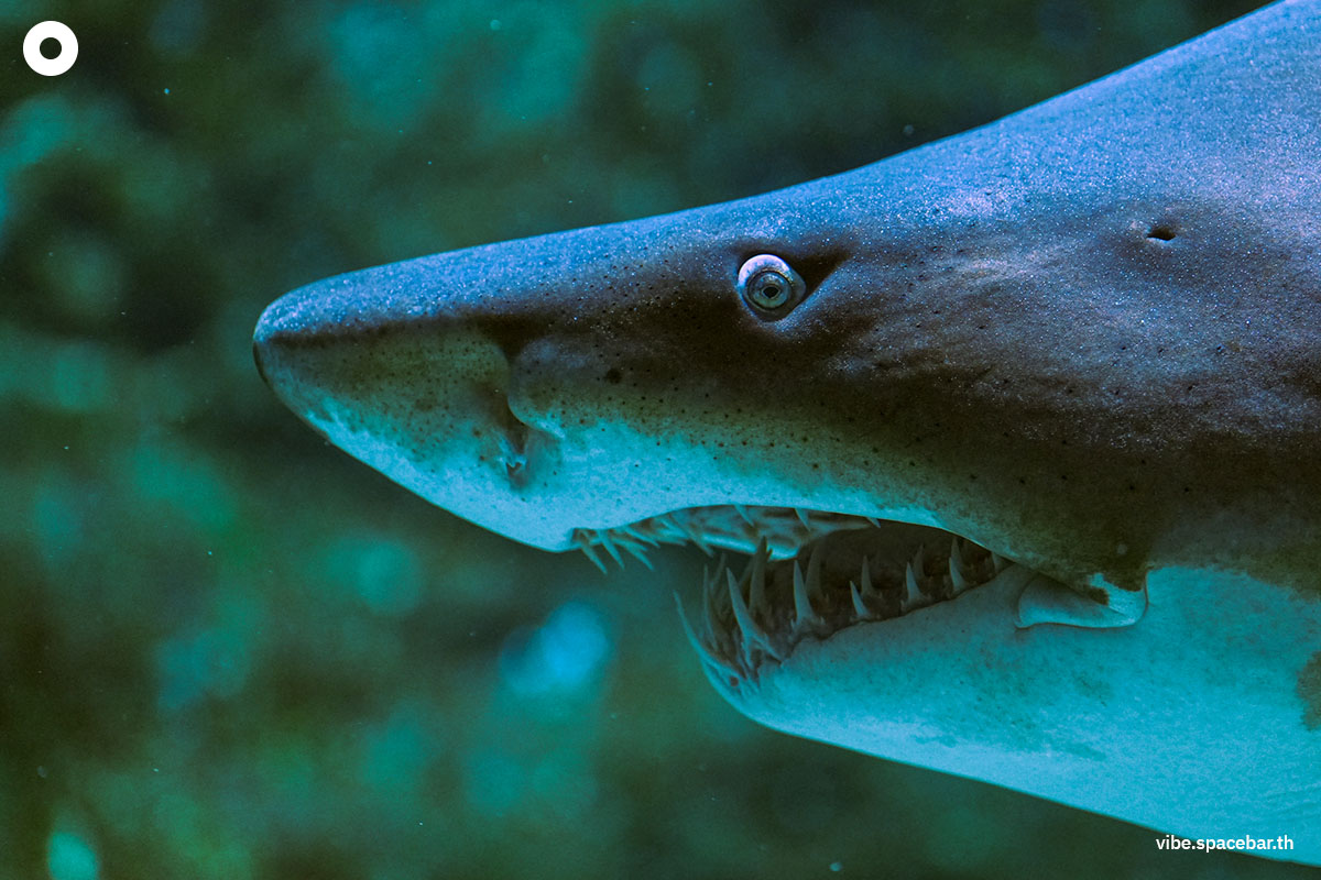 Photo-story-Sea-life-bangkok-new-8-sharks-SPACEBAR-Photo14.jpg