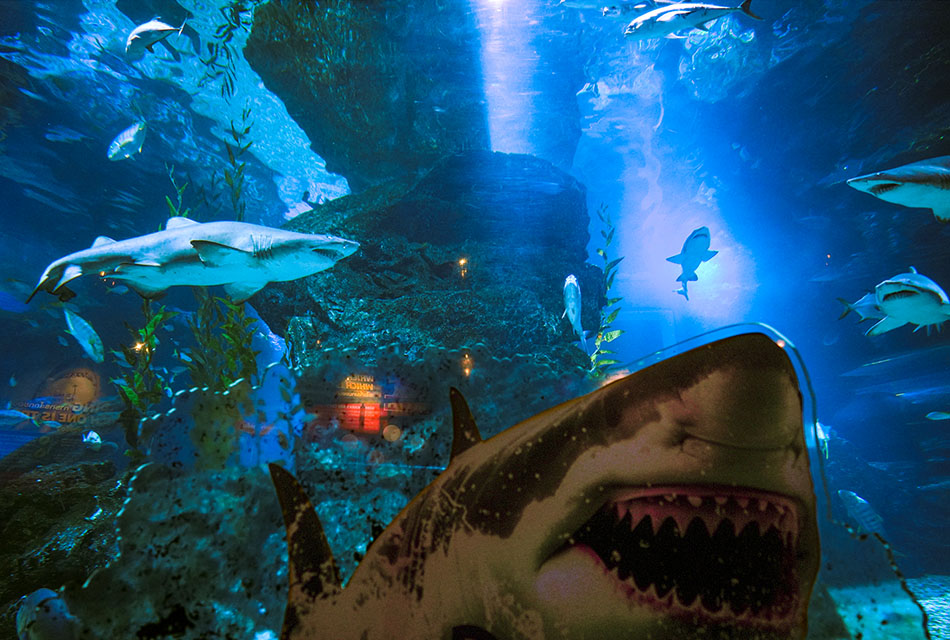 Photo-story-Sea-life-bangkok-new-8-sharks-SPACEBAR-Thumbnail.jpg