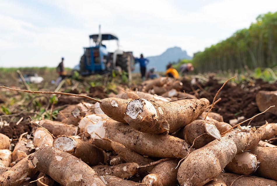 Thai-cassava-low-price-farmer-world-market-short-supply-SPACEBAR-Thumbnail.jpg
