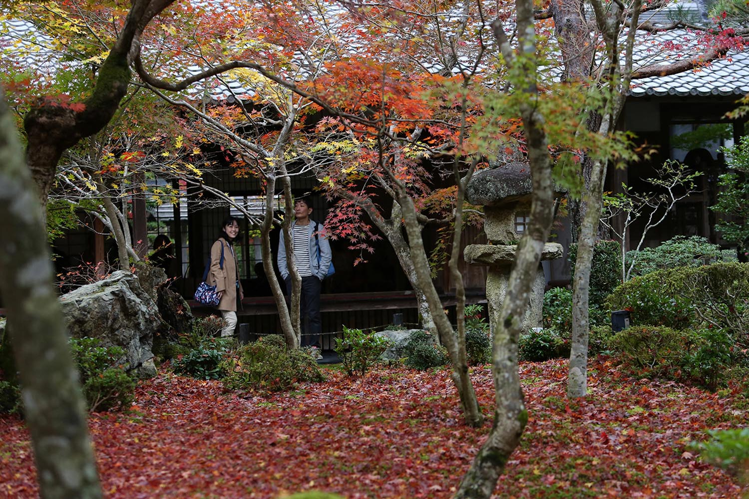 ฤดูใบไม้ผลิและใบไม่ร่วงใน ‘ญี่ปุ่น’ กำลังจะหายไปเพราะโลกร้อน!