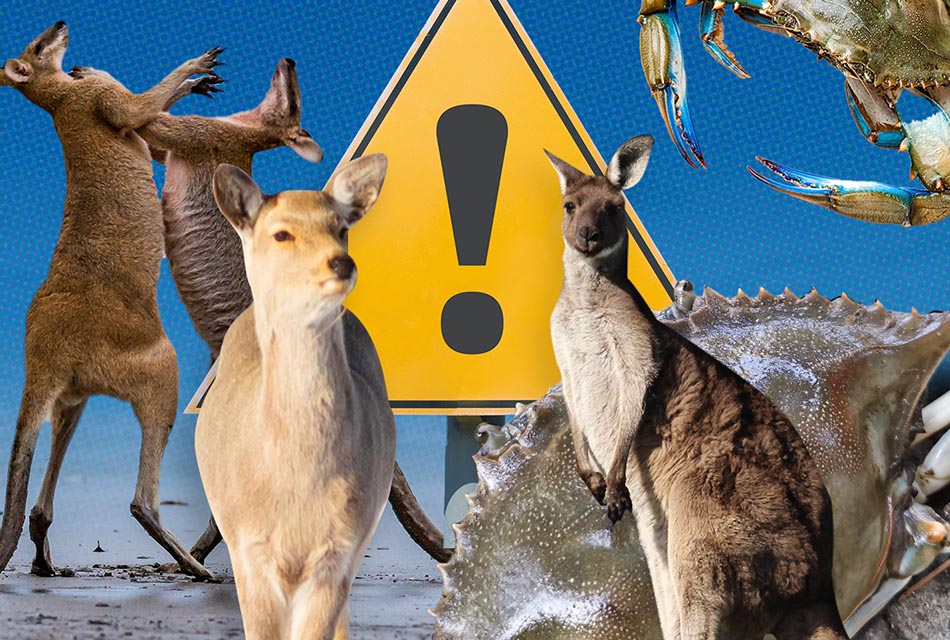 how-government-solve-problem-too-many-kangaroos-yezo-deer-bluecrab-SPACEBAR-Thumbnail.jpg