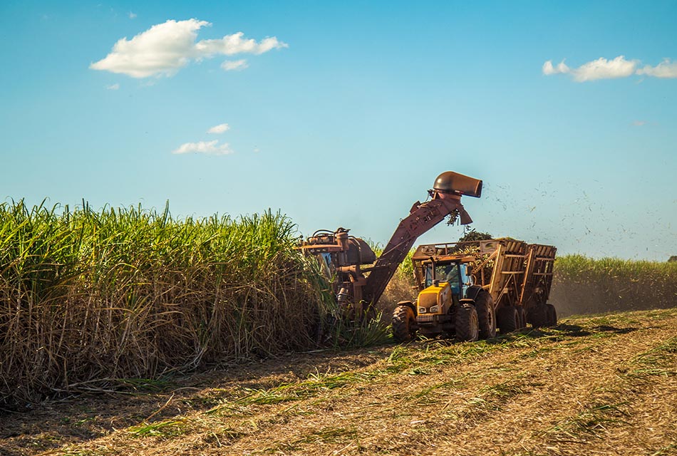 ktb-scb-loan-cutting-fresh-sugarcane-pm-dust-sugar-cane-industry-SPACEBAR-Thumbnail.jpg