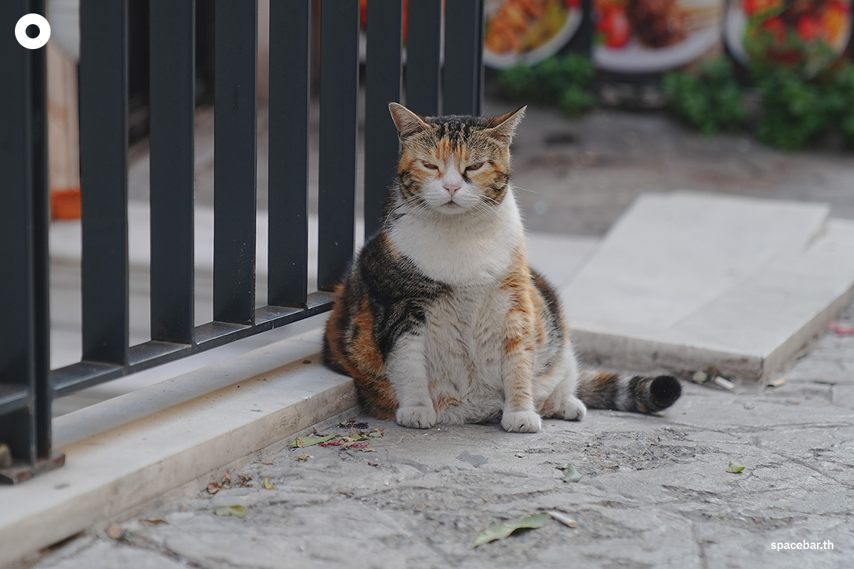 Photo by ทรงพล เรืองสมุทร
