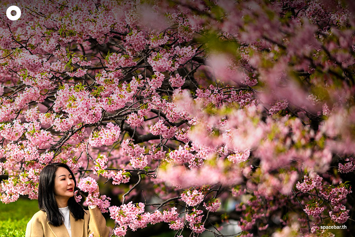 Photo by Philip FONG / AFP / นักท่องเที่ยวหญิงคนหนึ่งกำลังโพสท่าถ่ายรูปกับซากุระ