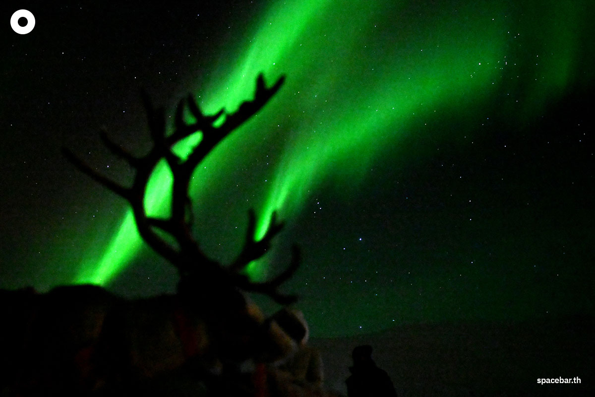 กวางเรนเดียร์ปรากฏต่อหน้าแสงเหนือ (aurora borealis) ที่ส่องสว่างบนท้องฟ้าเหนือบริเวณแคมป์ชนพื้นเมืองซามิ (Sami) นอกหมู่บ้านเบรวิคเคเดต (the village of Breivikeidet) ใกล้เมืองทรอมโซ ประเทศนอร์เวย์ เมื่อวันที่ 1 มกราคม 2024 (Photo by Sergei GAPON / AFP)