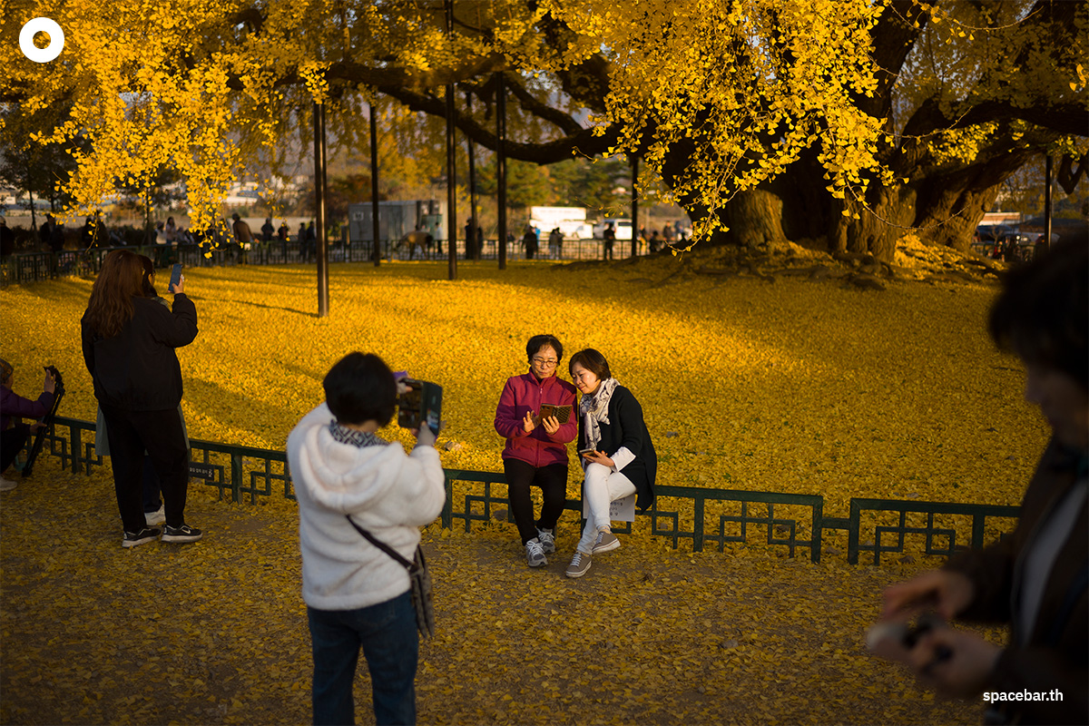 ผู้เยี่ยมชมกำลังดื่มด่ำบรรยากาศ และนั่งถ่ายรูปท่ามกลางใบแปะก๊วยเหลืองอร่ามในฤดูใบไม้ร่วง เมื่อวันที่ 12 พฤศจิกายน 2024 (Photo by ANTHONY WALLACE / AFP)