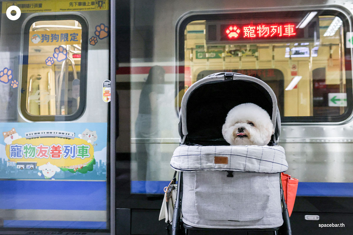 น้องหมาพันธุ์บิชองฟริเซบนรถเข็นขณะรอรถไฟใต้ดิน (Taipei Mass Rapid Transit / MRT) ที่อนุญาตให้เจ้าคู่หูเพื่อนซี้สี่ขาขึ้นได้ (pet-friendly train) ในไทเป ไต้หวัน เมื่อวันที่ 31 มีนาคม 2024 (Photo by I-Hwa CHENG / AFP)