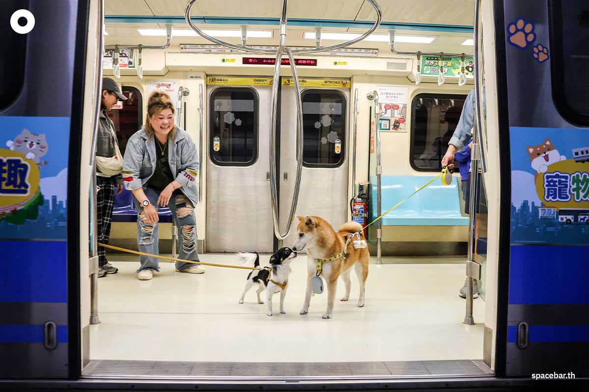       น้องหมาพันธุ์ชิวาวา (ซ้าย) และพันธุ์ชิบะ (ขวา) กำลังดมจมูกกันขณะนั่งรถไฟใต้ดิน (Taipei Mass Rapid Transit / MRT) ที่อนุญาตให้เจ้าคู่หูเพื่อนซี้สี่ขาขึ้นได้ (pet-friendly train) ในไทเป ไต้หวัน เมื่อวันที่ 31 มีนาคม 2024 (Photo by I-Hwa CHENG / AFP)