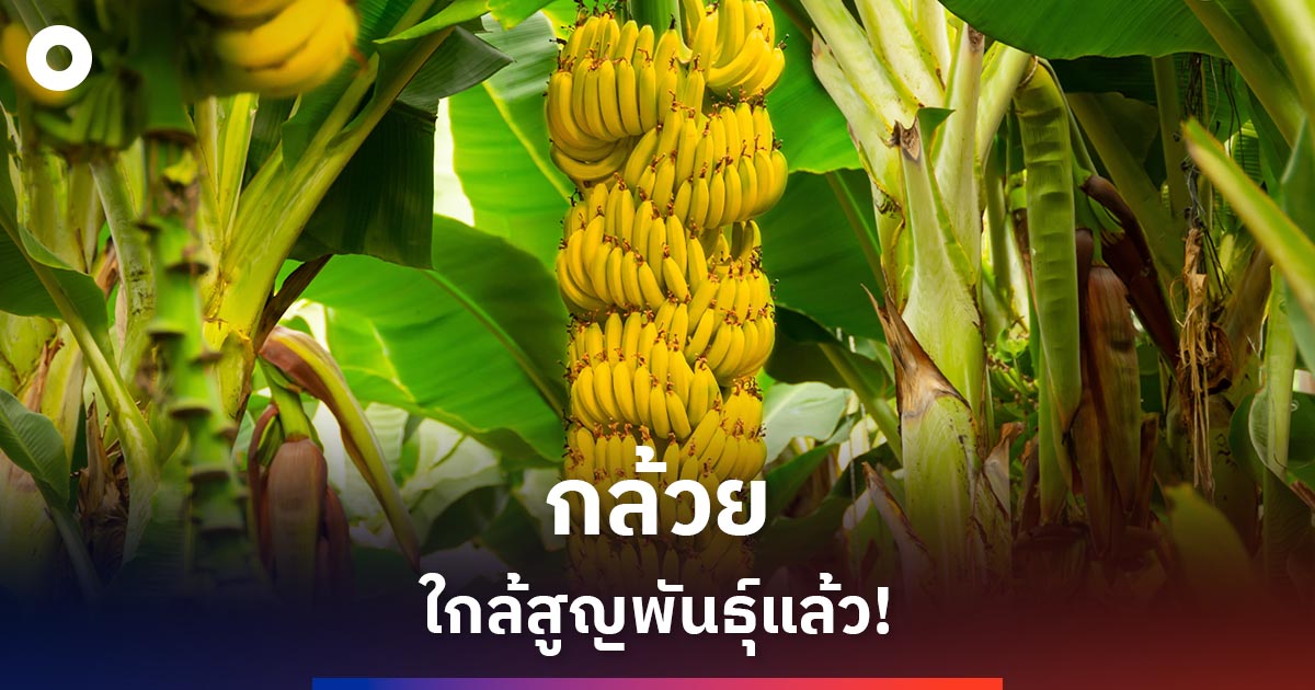 นักวิทย์เตือน ‘กล้วย’ ใกล้สูญพันธุ์เพราะเชื้อราระบาดหนัก