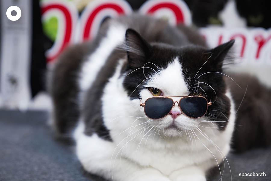 https://images.ctfassets.net/i3o8p9lzd06f/6lQBqaqwC0vQq4eMJXqMoq/ec12a3dd6c754ca7830b90e6e9f50407/thailand-cat-show-2023-SPACEBAR-Photo01